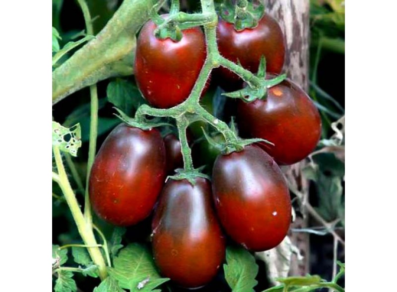 Семена индетерминантного томата Мавр F1, коричневый новинка!!!, (1000 нас.) Lark Seeds